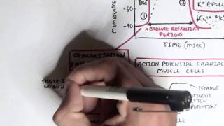 Cardiac Myocyte Action Potential Phases Made Easy Heart Muscle vs Pacemaker Physiology Animation [upl. by Magee]