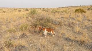 AKC Brittany Pointing  Hunting Birds [upl. by Kahlil]