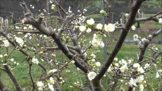 How to prune Plum trees [upl. by Irehs]