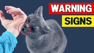 7 Signs Your CAT DOESNT LOVE You Even If You Think They Do [upl. by Ennayhc]