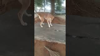 Collage se ane ke bad sweety ka pyar 🤩 street dog Patel family vlogs [upl. by Xaviera139]