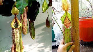 Unboxing my Nepenthes mojito in rain ASMR [upl. by Ikcin]