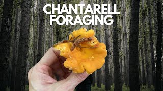 Chantarelle Nature Walk and Forage [upl. by Lennaj42]