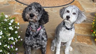 Introduction to the Aussiedoodle [upl. by Beora]