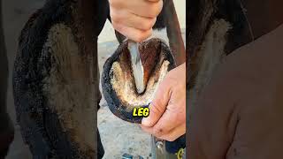 Incredible HorseShoe Cleaning 🤯 [upl. by Dorice]