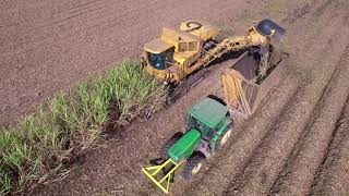 Cameco 2 Row Sugarcane Harvester 4K video [upl. by Lynnette]