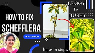 What to do with a Leggy Schefflera plant How to prune Umbrella Plant  How to propagate schefflera [upl. by Solon422]