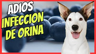 🔴 ARANDANOS EL MEJOR REMEDIO CASERO PARA LA INFECCIÓN DE ORINA EN PERROS Y CISTITIS 🔴 [upl. by Amadus]