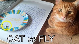 Cat versus Fly [upl. by Nagek]