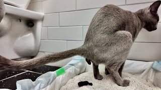 💩 Russian Blue Cat Pooping  Vol 3 💩 DAY579 [upl. by Steiner]