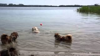 Lhasa Apso  Maltese dog swimming for the first time [upl. by Ettesoj]