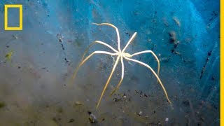 Estas ARAÑAS DE MAR respiran por sus PIERNAS  National Geographic en Español [upl. by Cockburn]