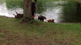 Silver and fox red labradors playing in the pond check out more at silverwaterlabscom [upl. by Aksehcnarf]