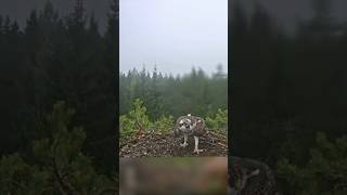 Osprey dad brings fish for baby birds ospreys osprey fish breakfast shorts nature [upl. by Shaia936]