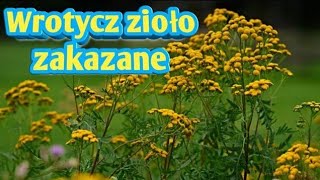 526 Wrotycz Zioło Zakazane Kopia Ten Film Został Skasowany [upl. by Aig396]