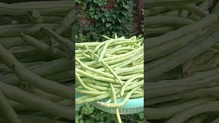 Ramas ki fali lobhiya organic vegetables harvesting sonakiduniya999 [upl. by Akamaozu]