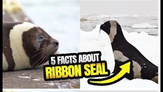 5 FASCINATING FACTS ABOUT RIBBON SEALS [upl. by Muscolo]