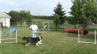 Rough Collie Agility [upl. by Dacey]