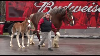 Behindthescenes look at the home of the Budweiser Clydesdales [upl. by Kcirrad839]