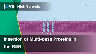 Insertion of Multipass Transmembrane Proteins in the RER  Cell Bio  Video Textbooks  Preview [upl. by Urbas]