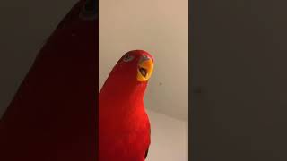 Yellow backed chattering Lory😍 HND Aviary [upl. by Stockmon]