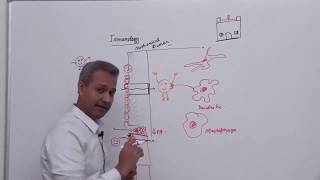 Basic Mechanism of Phagocytosis [upl. by Adiol]