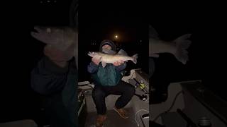 Magical gravel lizards come alive at night walleye walleyefishing kastking fishing camping [upl. by Shargel424]