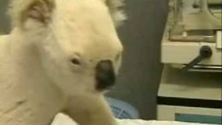 albino koala catches the clap [upl. by Werdna]