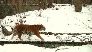 Neues aus dem Tierpark und Veranstaltungen in München [upl. by Neyud197]