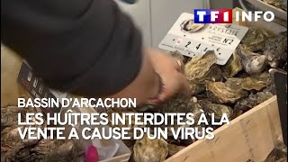 Les huîtres du bassin dArcachon interdites à la vente à cause dun virus [upl. by Herzen]