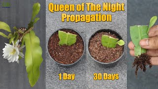 Queen of the night or epiphyllum oxypetalum propagation from cuttings with update [upl. by Hiltan]