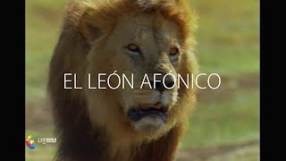 MIXTA  Chantaje emocional  El león afónico [upl. by Amees421]