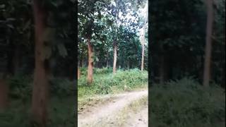 পিন্দাড়ে পলাসের বন❤💖 folksong pindare polasherbon angkitabhattacharya trandingsong ytshorts [upl. by Enyala349]