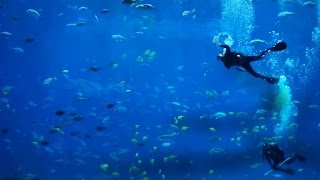 Discover the Peaceful Underwater Sounds of Georgia Aquarium [upl. by Uot]