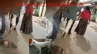 Indian spitz dog agressive Indian spitz dog  Indian spitz dog Tommy Vlog [upl. by Aivin]