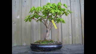 Horse Chestnut Bonsai Tree Aesculus hippocastanum 27 [upl. by Damiano]