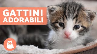 Video di GATTINI BEBÈ 😻 Carini e Divertenti [upl. by Assilev]