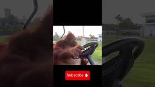 🐒 Coolest Monkey on Wheels Watch This Orangutan Drive a Golf Cart Like a Pro 🚗💨 monkeybusiness [upl. by Albertina]