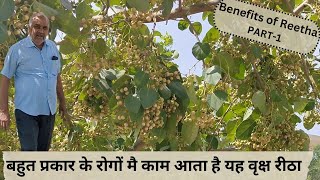 बहुत प्रकार के रोगों मै काम आता है यह वृक्ष रीठा  Benefits of Reetha  Reetha ke fayde  PART 1 [upl. by Eiluj457]