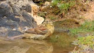 Emberiza cirlus  escribano soteño en Tuéjar  Valencia [upl. by Enyrb]