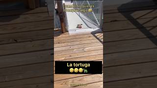 Tortuga Escapando de un Vendedor 🐢🤣 Final inesperado 🤣🤣🏃‍♂️ [upl. by Hsreh]