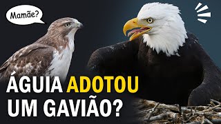 Uma ÁGUIA SELVAGEM que adotou um gavião Ornitólogo Responde 38 [upl. by Layne]