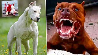 Top 10 Most Banned Dog Breeds in the World [upl. by Ridley764]