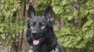 K9 Kylo helps arrest home invasion suspect [upl. by Ko169]