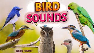 Bird Sounds and Names  Birds Chirping  Birds Sounds Compilation  Learn Bird Names [upl. by Akimed76]