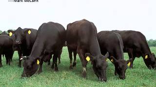 Impact of Tall Fescue Toxicosis on Beef Operations [upl. by Roddy779]