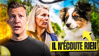 Ce CHIOT na AUCUN Rappel amp Mordille nos conseils  Sos Educ Dog Ep 3 [upl. by Nylcsoj176]