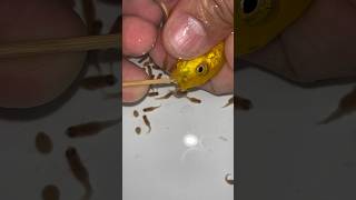 yellow cichlid fish gives birth to a lot of baby fish 😍💪👍🙏 fish dolphin fishvideo [upl. by Eerehc]