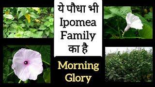 381 Ipomea Carnea  Morning Glory  Shameless Plant  बेशरम  बेहया  सदासुहागन  Besharam  Behya [upl. by Lustig]