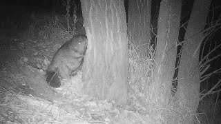 A beaver is gnawing a tree One night  Бобр грызет дерево  Castor fiber Green Video [upl. by Dev]